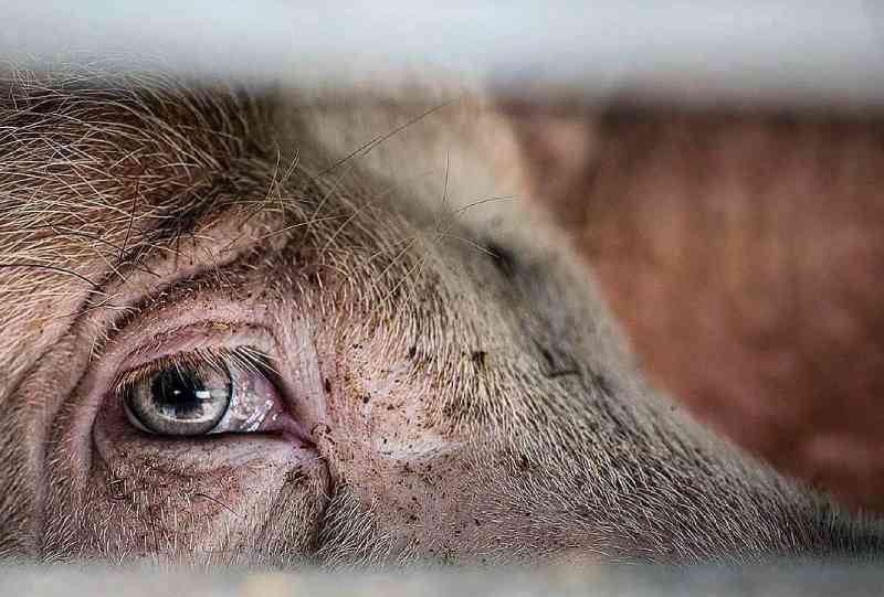 Bulunga Os porcos NÃO OLHAM PARA O CÉU - Bulunga - A Revista Que Ninguém Lê